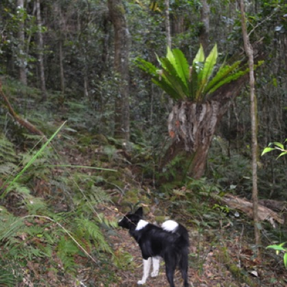 Short walks down to the Williams River through pristine rainforest